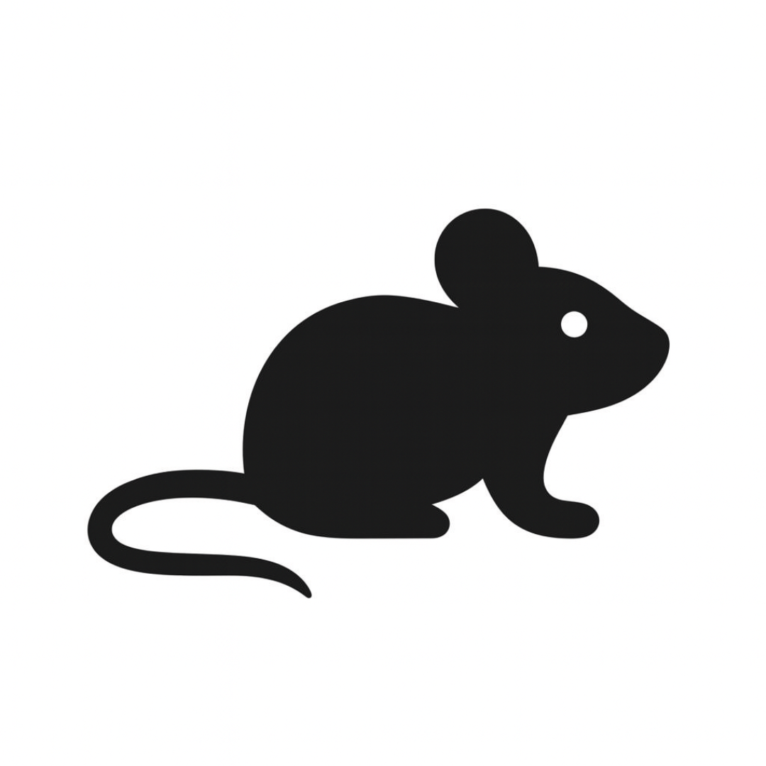 Rat